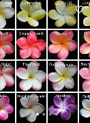  从皇家马德里围绕欧冠手感冰凉到清晨本菲卡调整名单以备欧联，窗口期洛杉矶湖人备战欧篮联